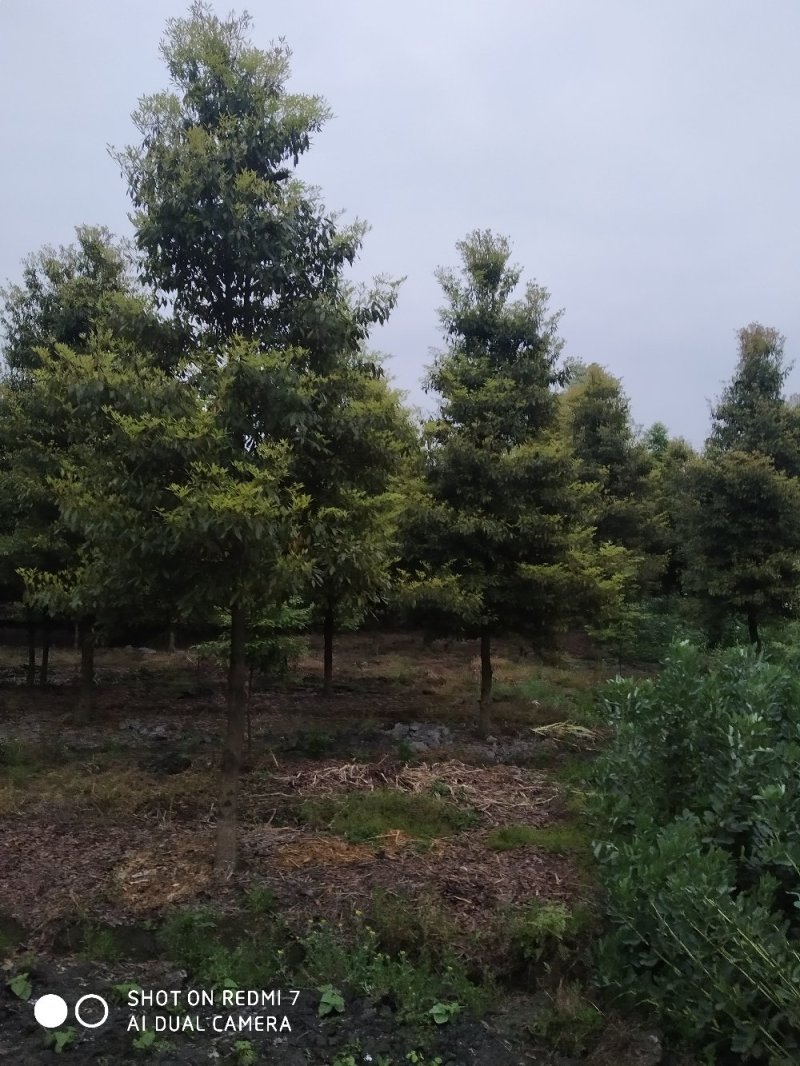 楠木楠木细叶楠木细桢楠