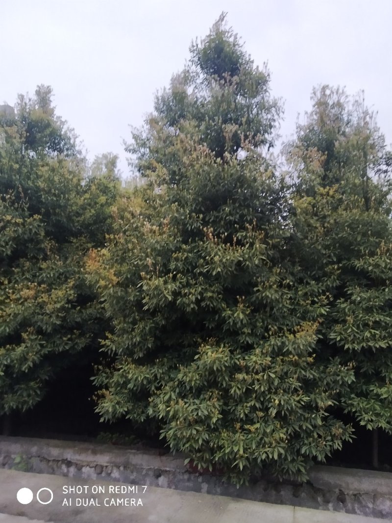 楠木楠木细叶楠木细桢楠