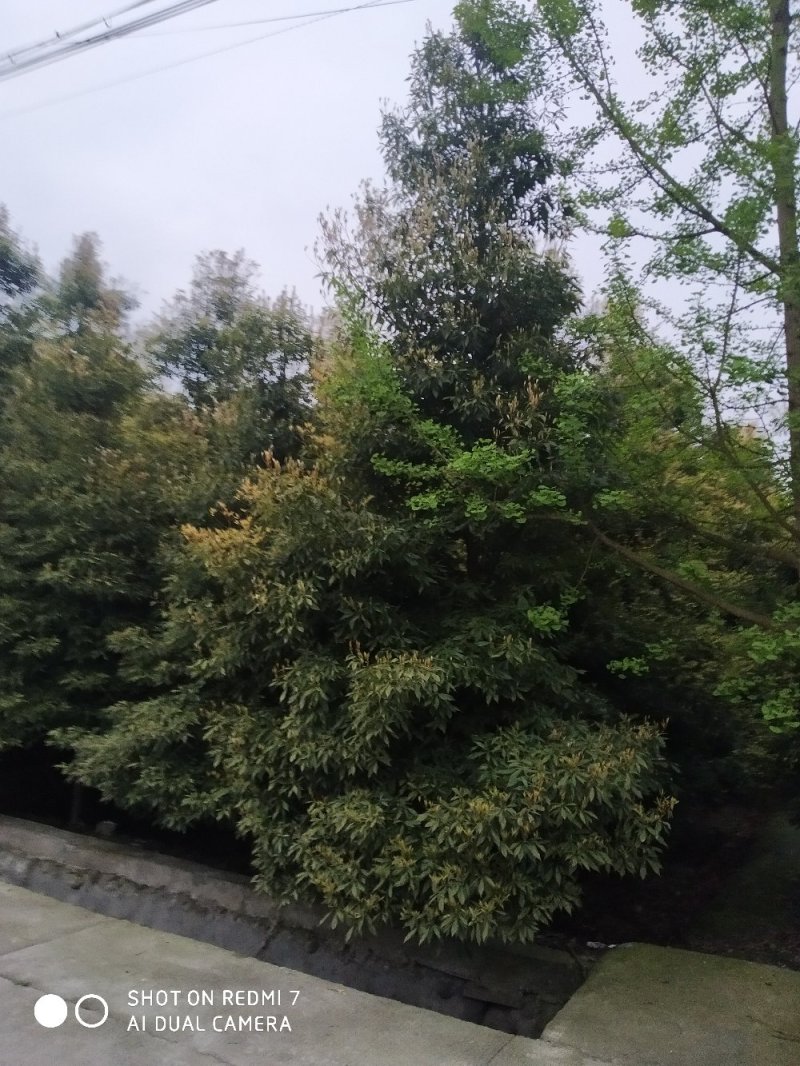 楠木楠木细叶楠木细桢楠