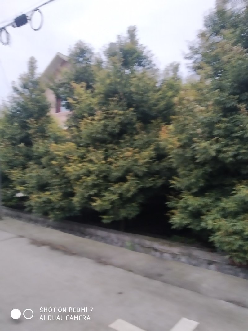 楠木楠木细叶楠木细桢楠