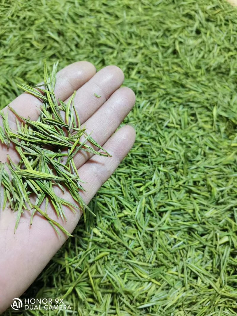 安吉白茶产地批发包装安吉县