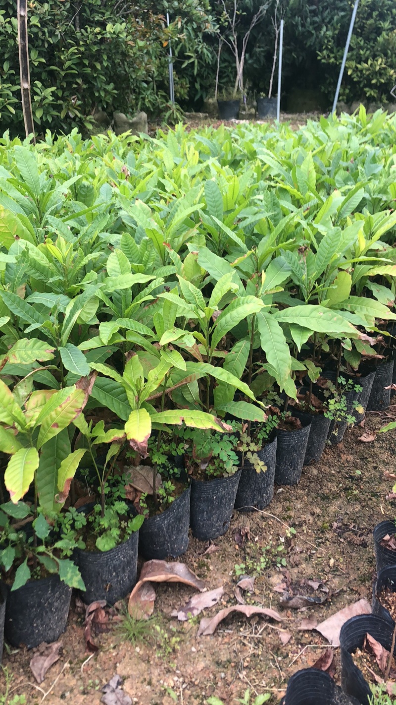 台湾嘉宝果.台湾凤梨释迦.冰激凌果黄金果.菠萝蜜莲雾苗