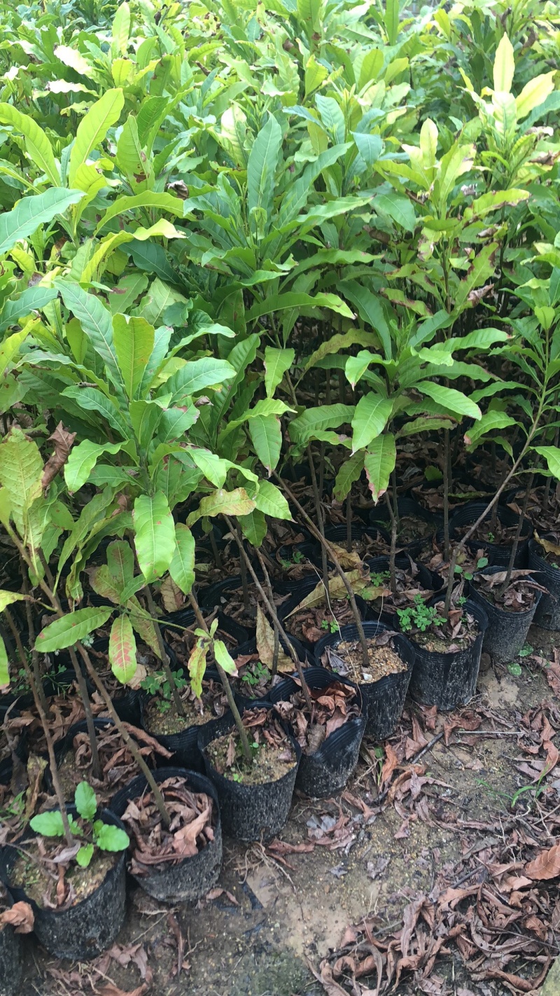 台湾嘉宝果.台湾凤梨释迦.冰激凌果黄金果.菠萝蜜莲雾苗