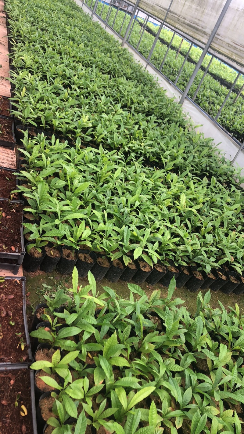 台湾嘉宝果.台湾凤梨释迦.冰激凌果黄金果.菠萝蜜莲雾苗