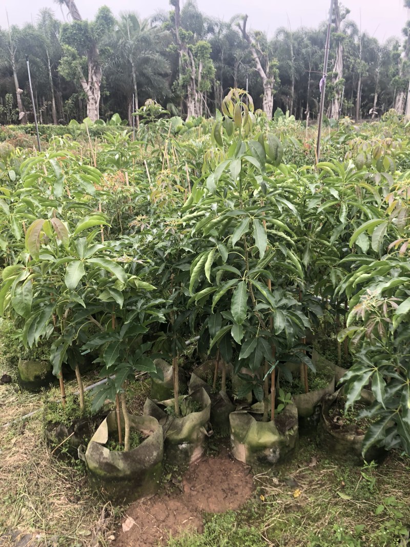 台湾嘉宝果.台湾凤梨释迦.冰激凌果黄金果.菠萝蜜莲雾苗