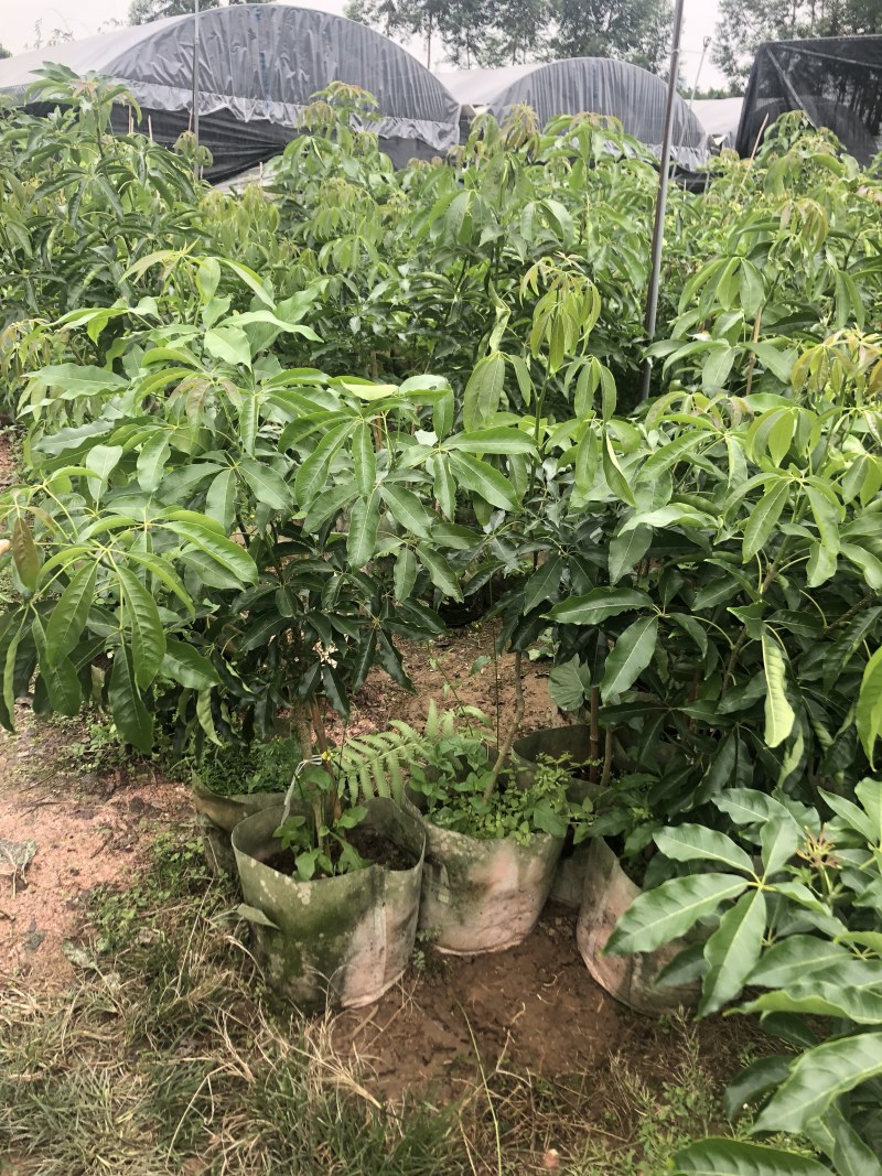 台湾嘉宝果.台湾凤梨释迦.冰激凌果黄金果.菠萝蜜莲雾苗