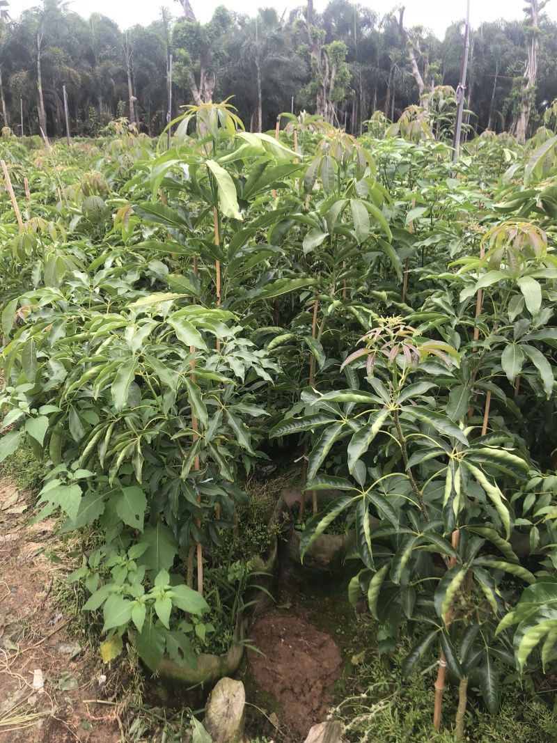 台湾嘉宝果.台湾凤梨释迦.冰激凌果黄金果.菠萝蜜莲雾苗