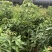 台湾嘉宝果.台湾凤梨释迦.冰激凌果黄金果.菠萝蜜莲雾苗