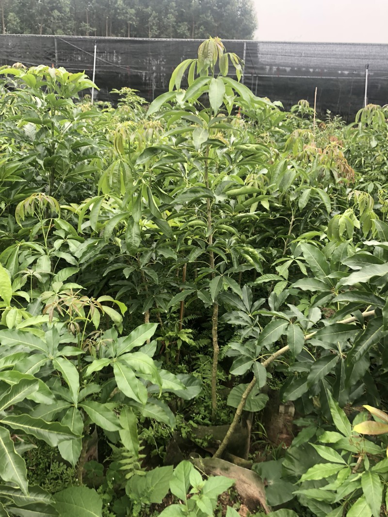 台湾嘉宝果.台湾凤梨释迦.冰激凌果黄金果.菠萝蜜莲雾苗