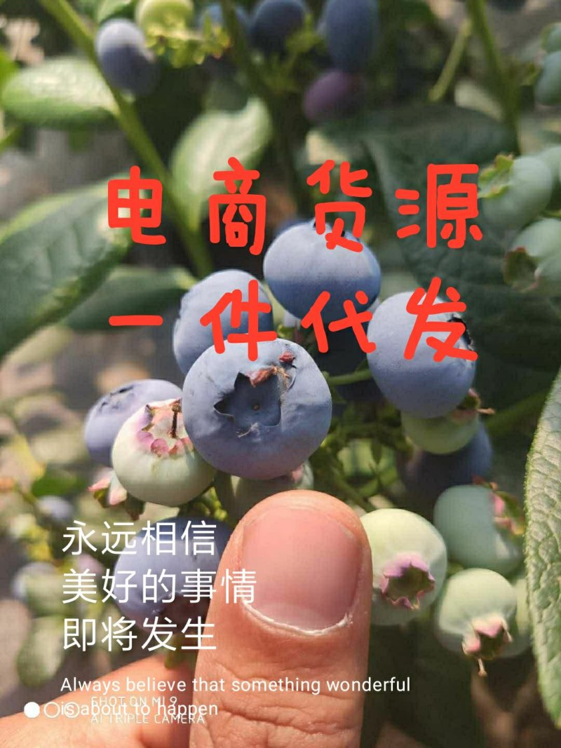 产地直北陆蓝莓。