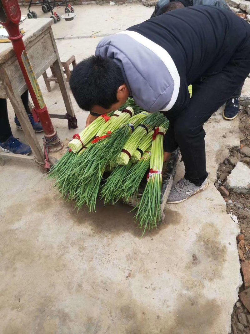 蒜薹，河南蒜苔，红毛蒜苔，通许蒜苔