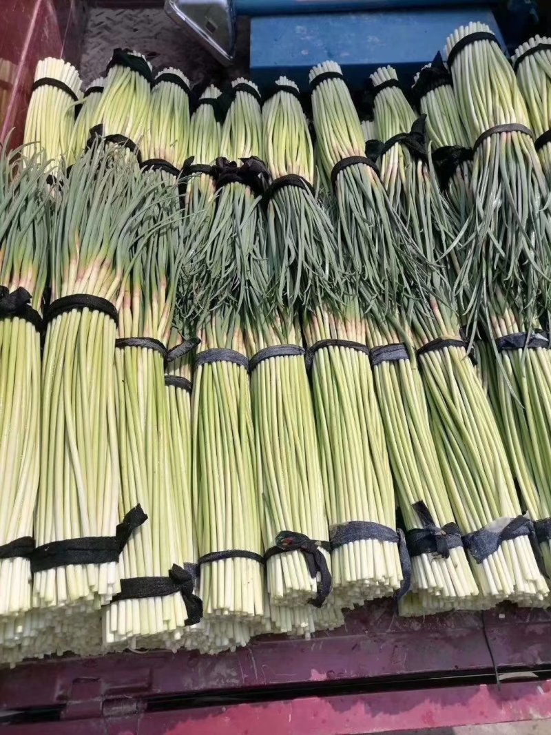 蒜薹，河南蒜苔，红毛蒜苔，通许蒜苔