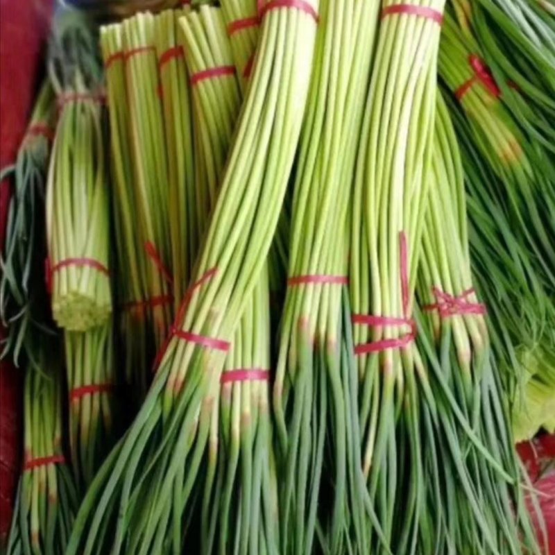 蒜薹，河南蒜苔，红毛蒜苔，通许蒜苔
