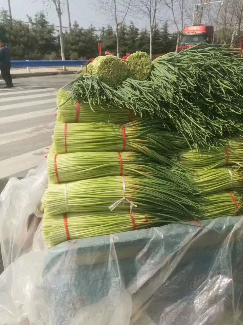 蒜薹，河南蒜苔，红毛蒜苔，通许蒜苔