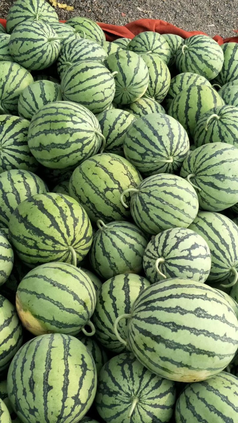 冰糖麒麟西瓜产地直发