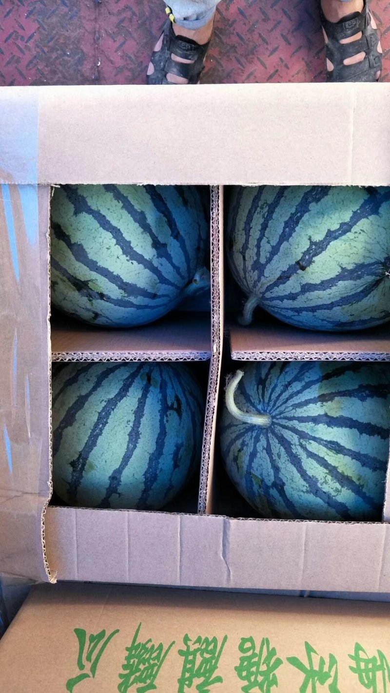 8424西瓜6斤打底8成熟1茬