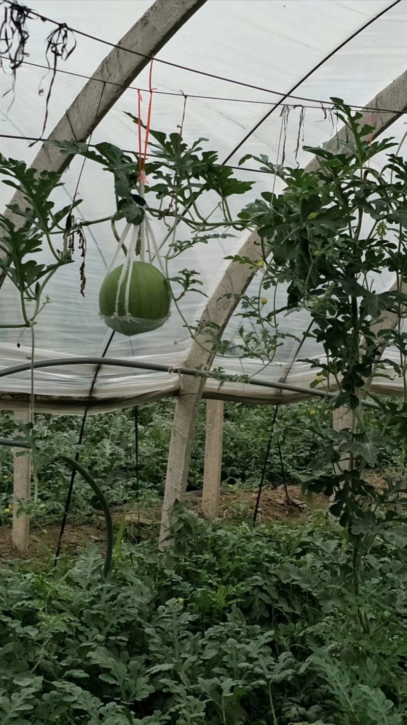 8424西瓜6斤打底8成熟1茬