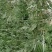 8424西瓜6斤打底8成熟1茬