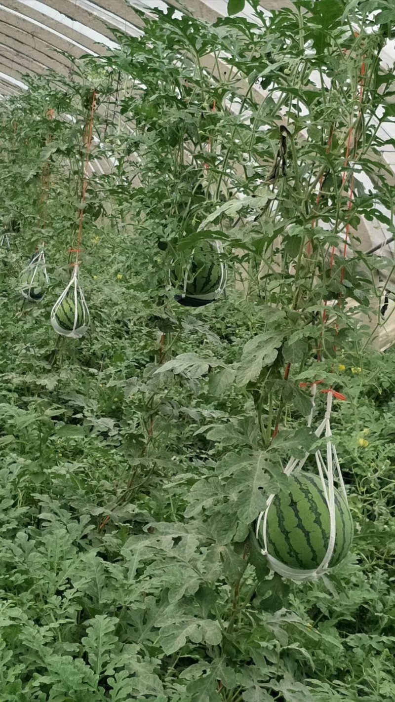 8424西瓜6斤打底8成熟1茬