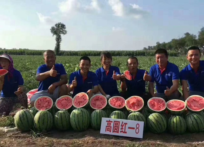 8424西瓜6斤打底9成熟1茬