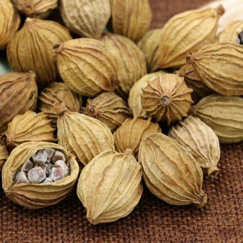 香砂，常年批发供应香砂，药食同源中药材