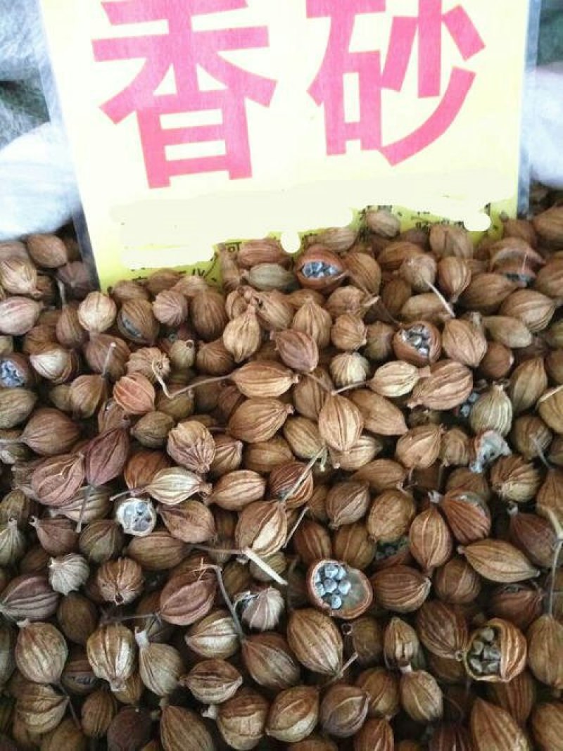 香砂，常年批发供应香砂，药食同源中药材