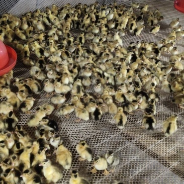 各种鸭苗