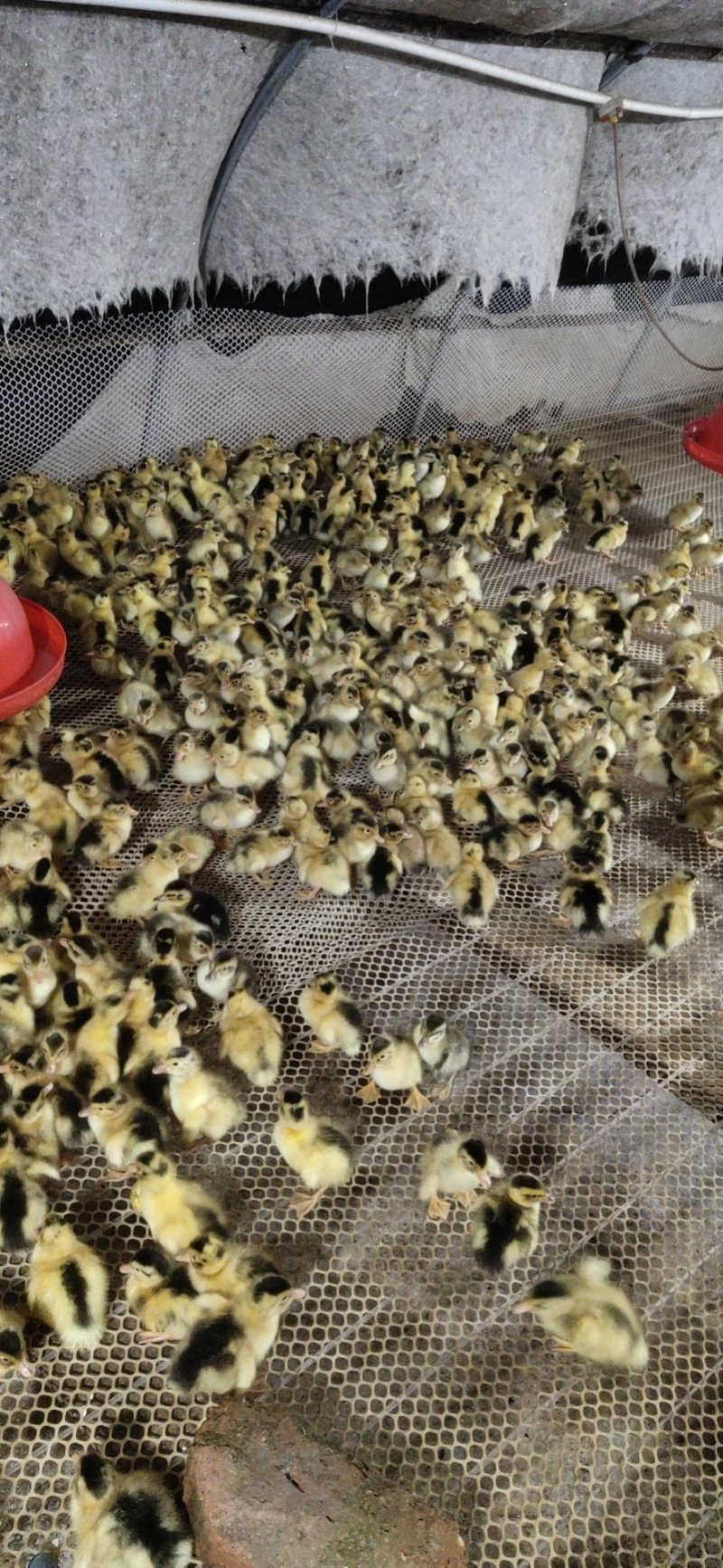 各种鸭苗
