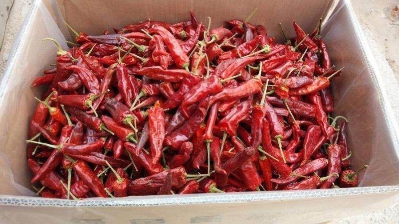 正宗辣椒干货印度椒干辣椒1斤魔鬼椒超辣特辣辣椒面