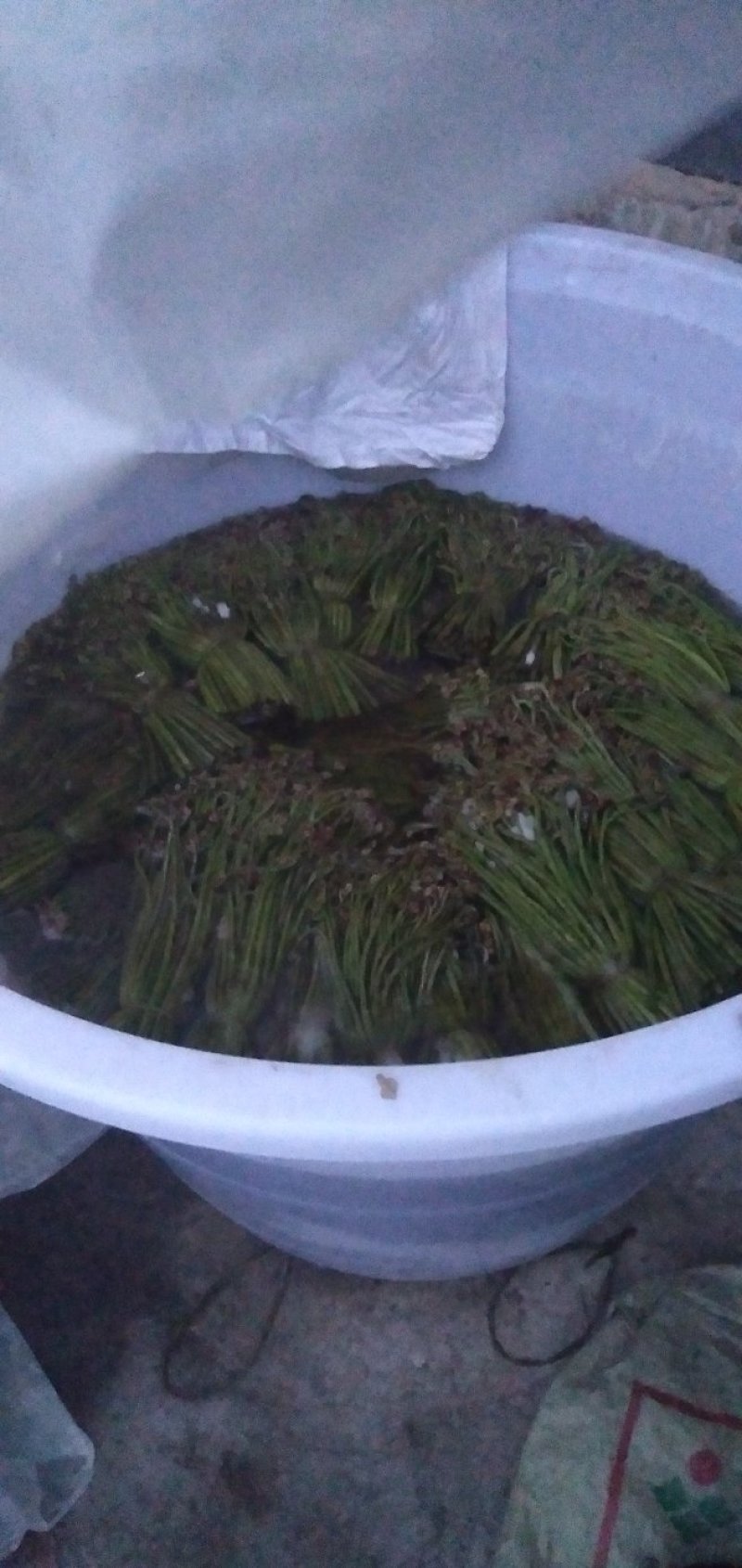 野生蕨菜(鲜货，半成品等)