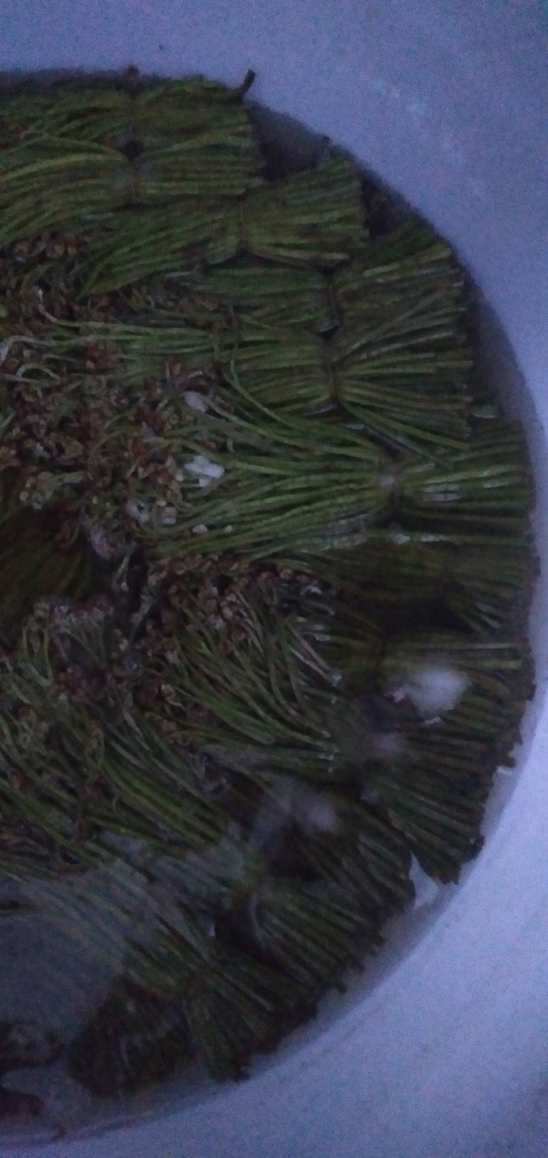 野生蕨菜(鲜货，半成品等)