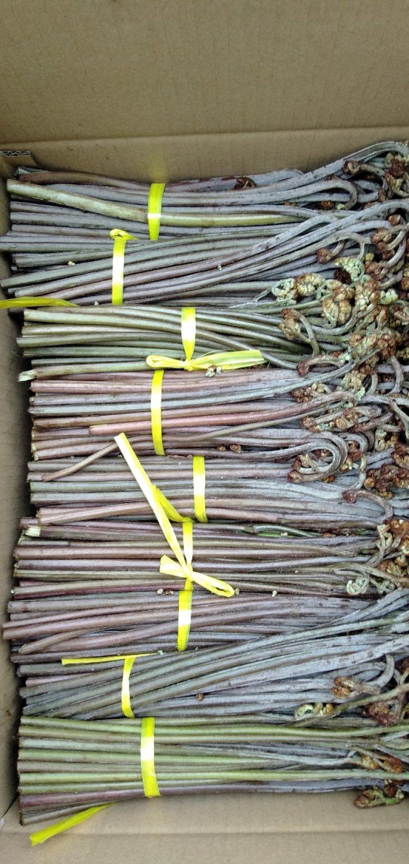 野生蕨菜(鲜货，半成品等)