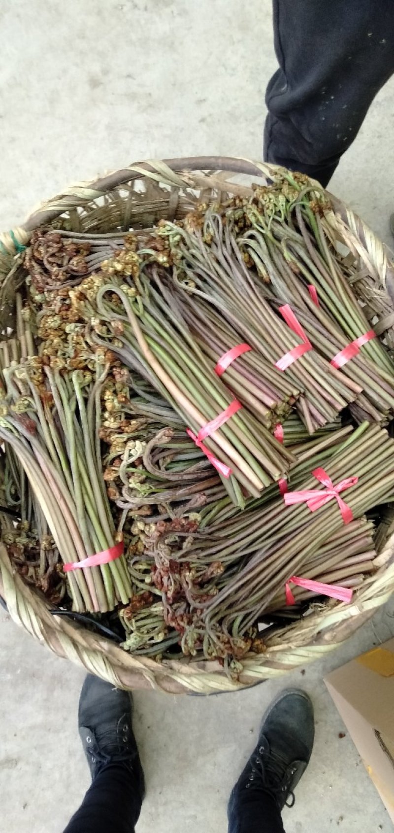 野生蕨菜(鲜货，半成品等)