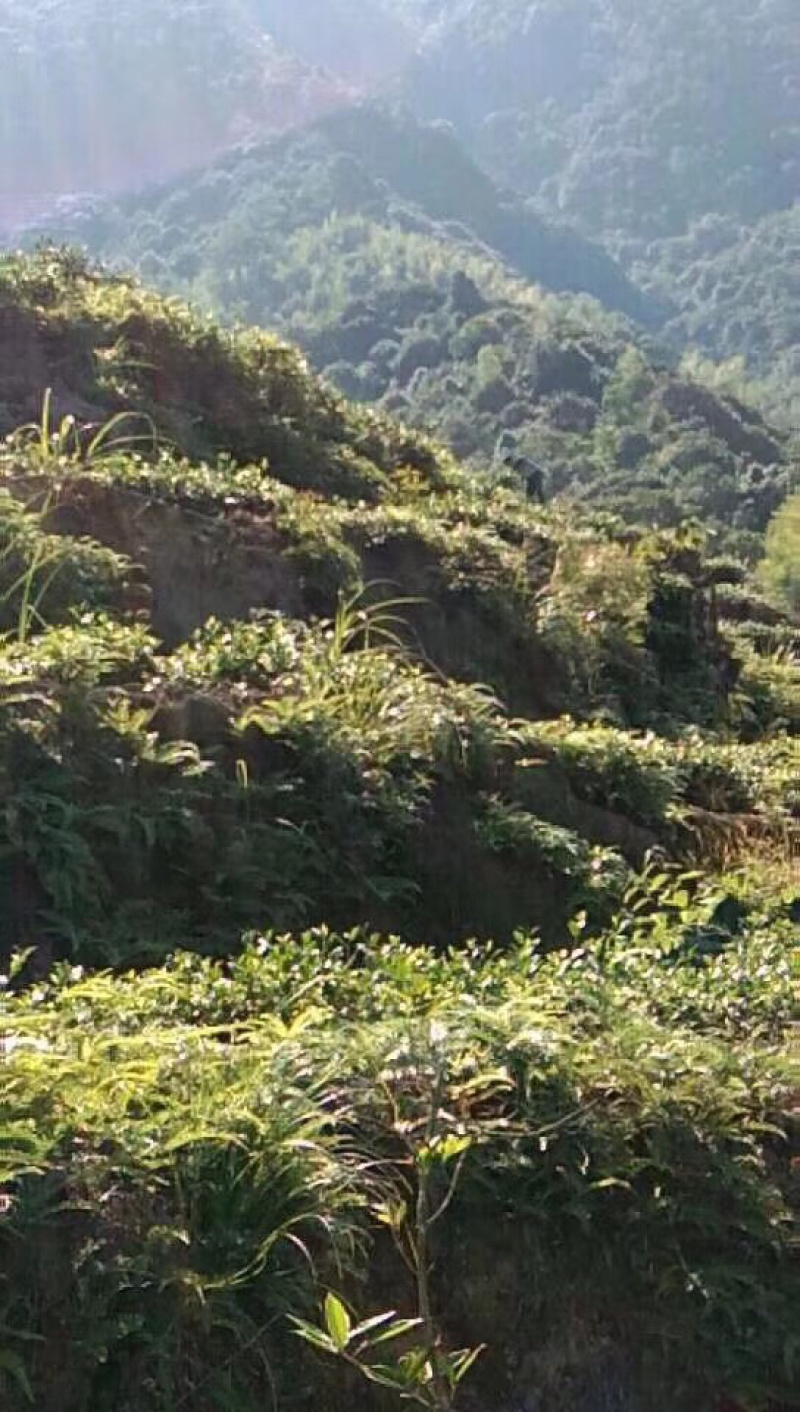 安溪铁观音兰花香传统久违的味道