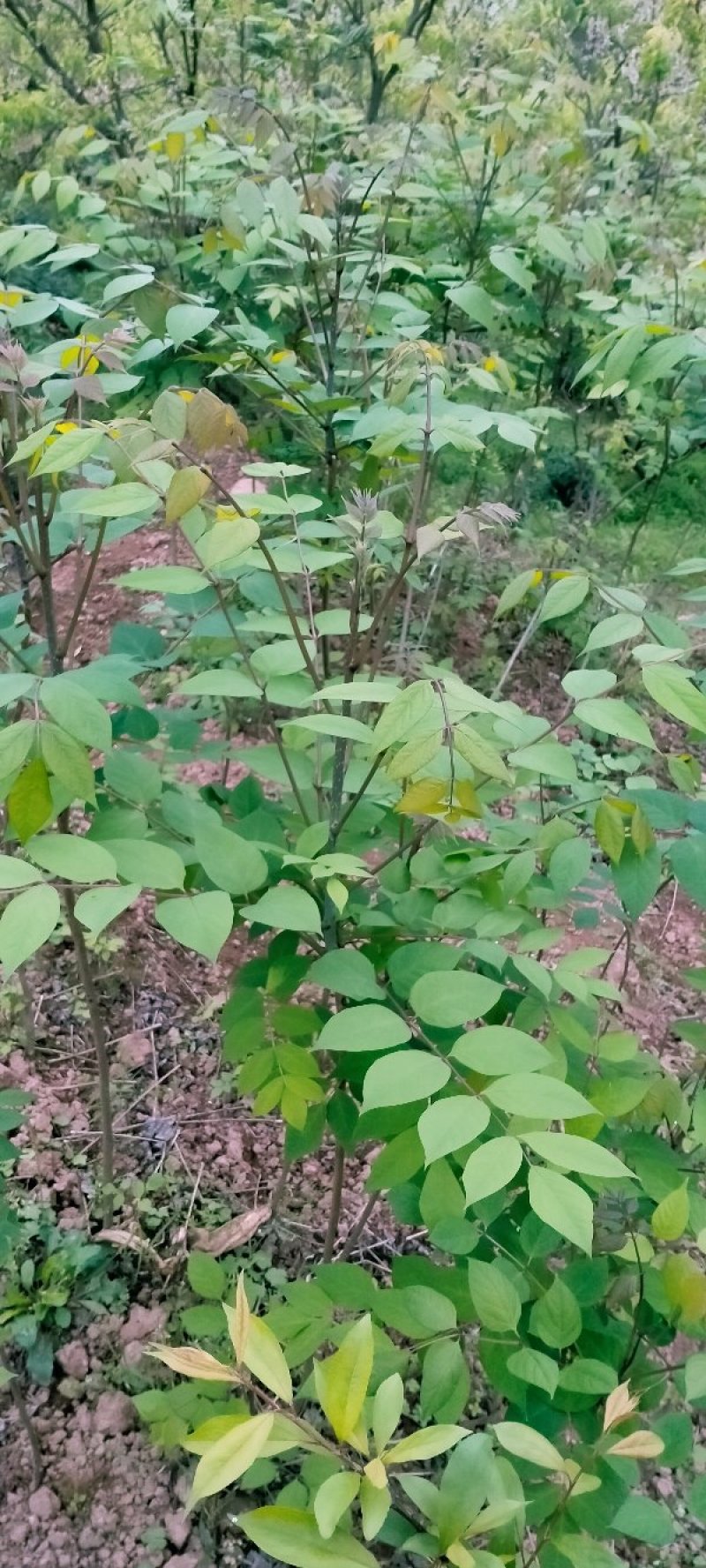 猫屎瓜苗，蓝蕉果苗，新型果树奇特水果猫屎瓜苗，蓝蕉果苗。