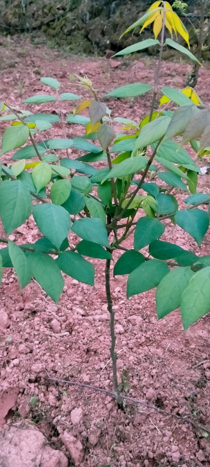 猫屎瓜苗，蓝蕉果苗，新型果树奇特水果猫屎瓜苗，蓝蕉果苗。