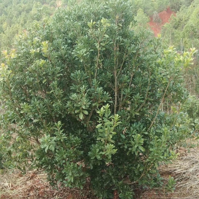 【聚划算】云南大杨梅树，各品种规格均有，欢迎新老客户采购