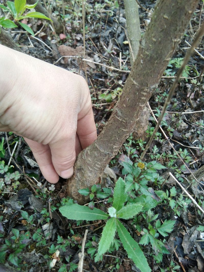 青脆（脆红）嫁接李子苗高度50~200公分