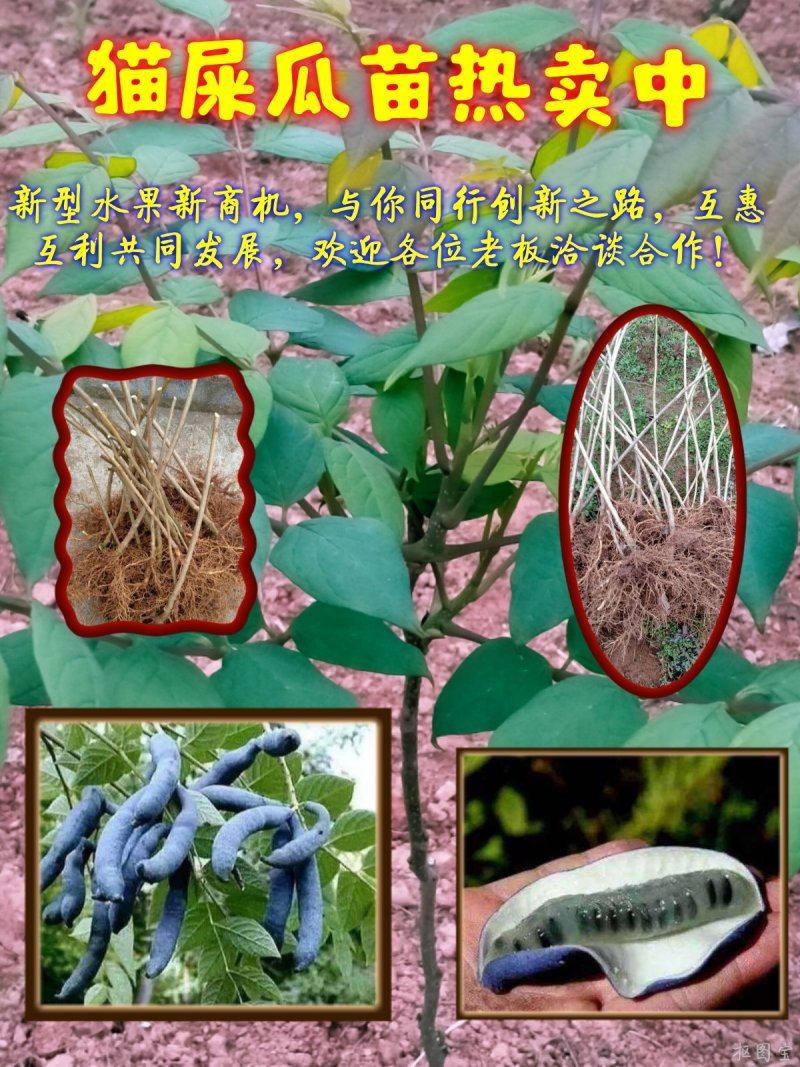 猫屎瓜苗，蓝蕉果苗，新型果树奇特水果猫屎瓜苗，蓝蕉果苗。