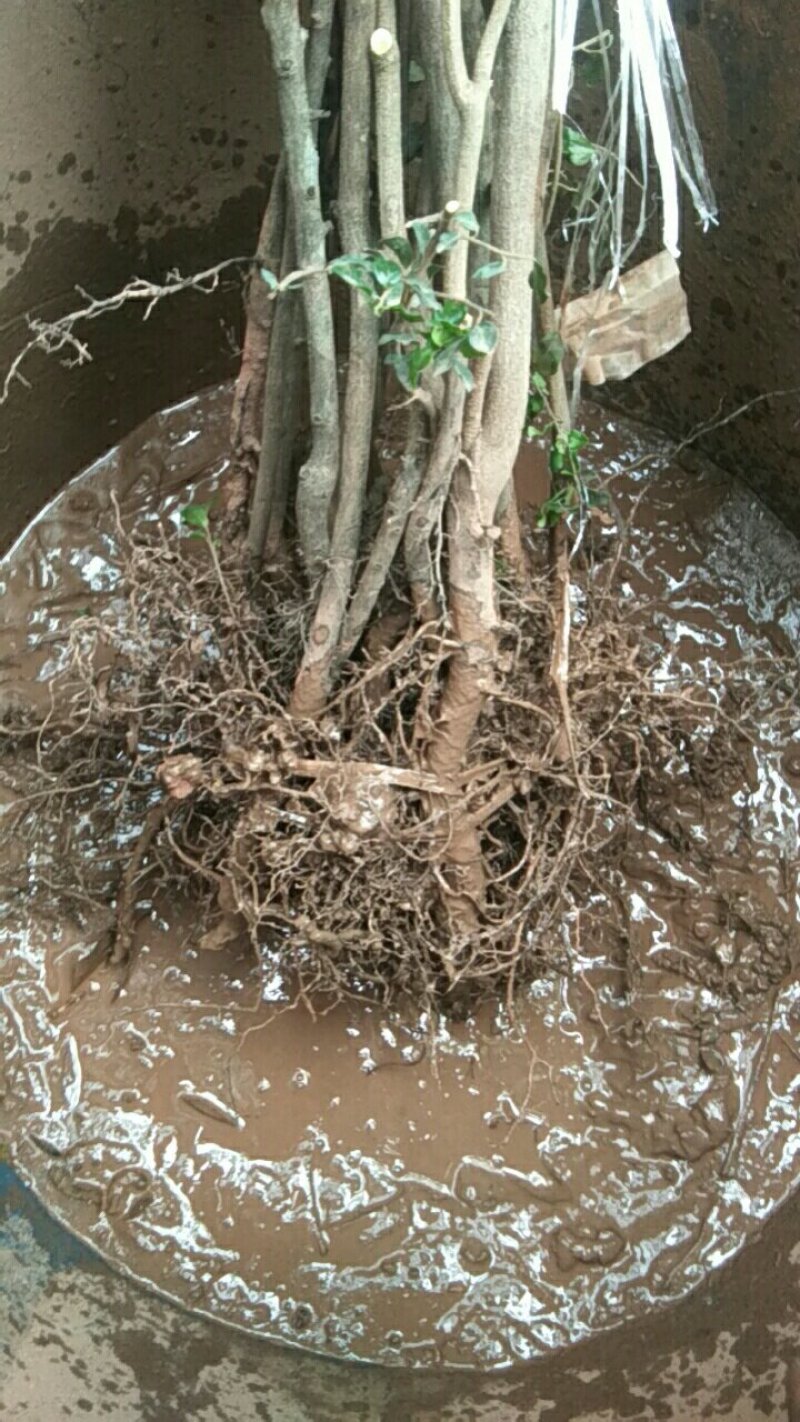 脆红李子树苗50~100cm