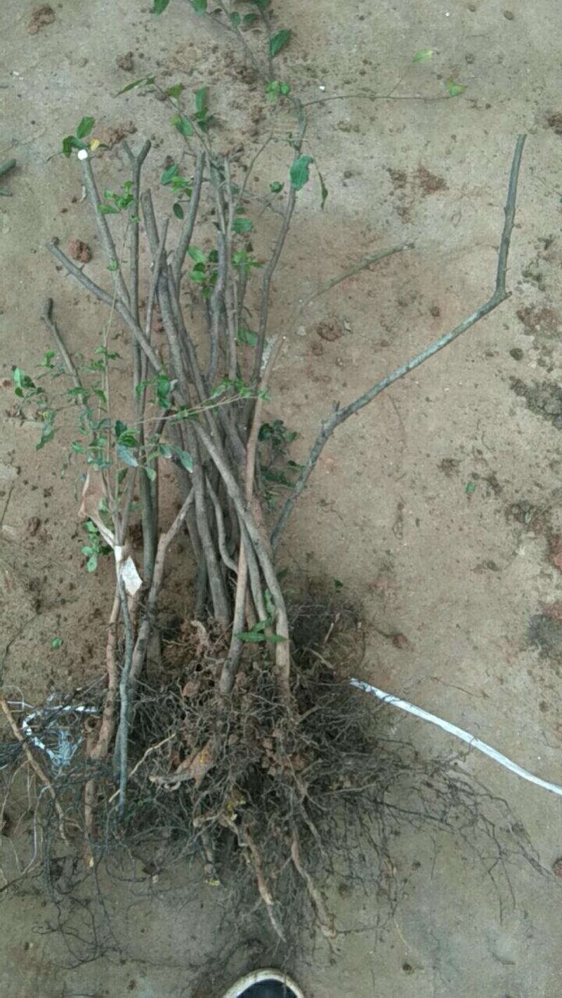 金弹子挂果苗，灌木(下山盆栽素材)一年以上熟桩不带土发
