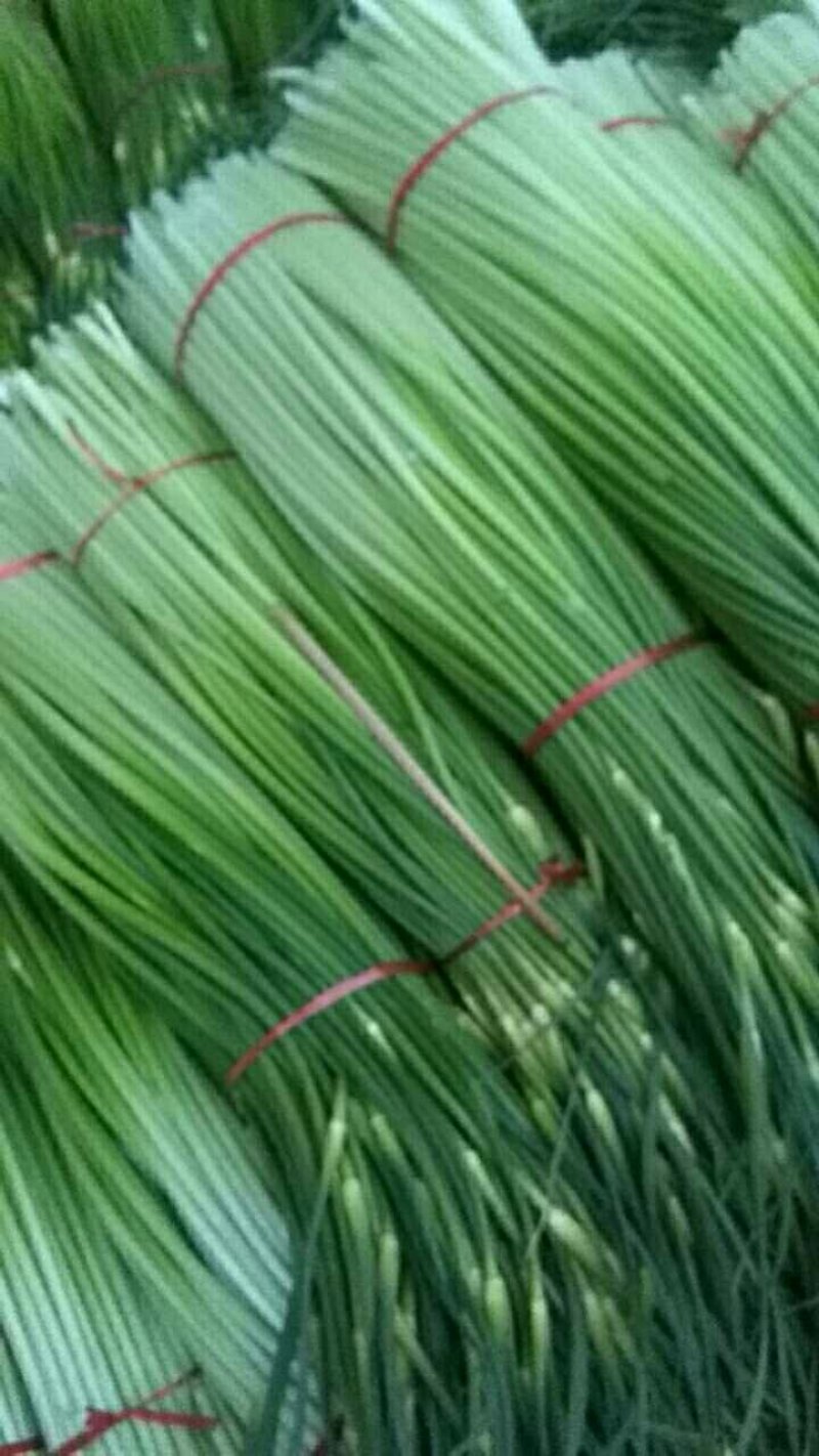 二十天以后蒜薹大量上市，要的可以联系了