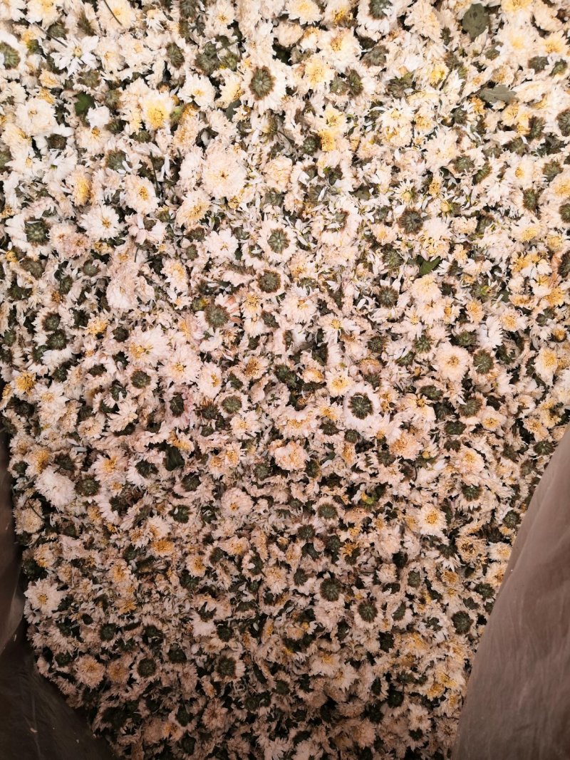 胎菊、杭白菊、胎米、甘菊！规格其全量大包邮。