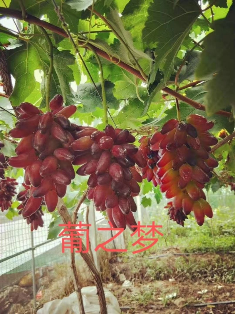 河北昌黎葡之梦葡萄苗嫁接一级苗包纯度成活率