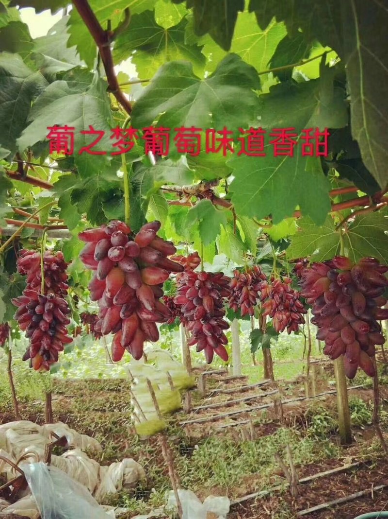 河北昌黎葡之梦葡萄苗嫁接一级苗包纯度成活率