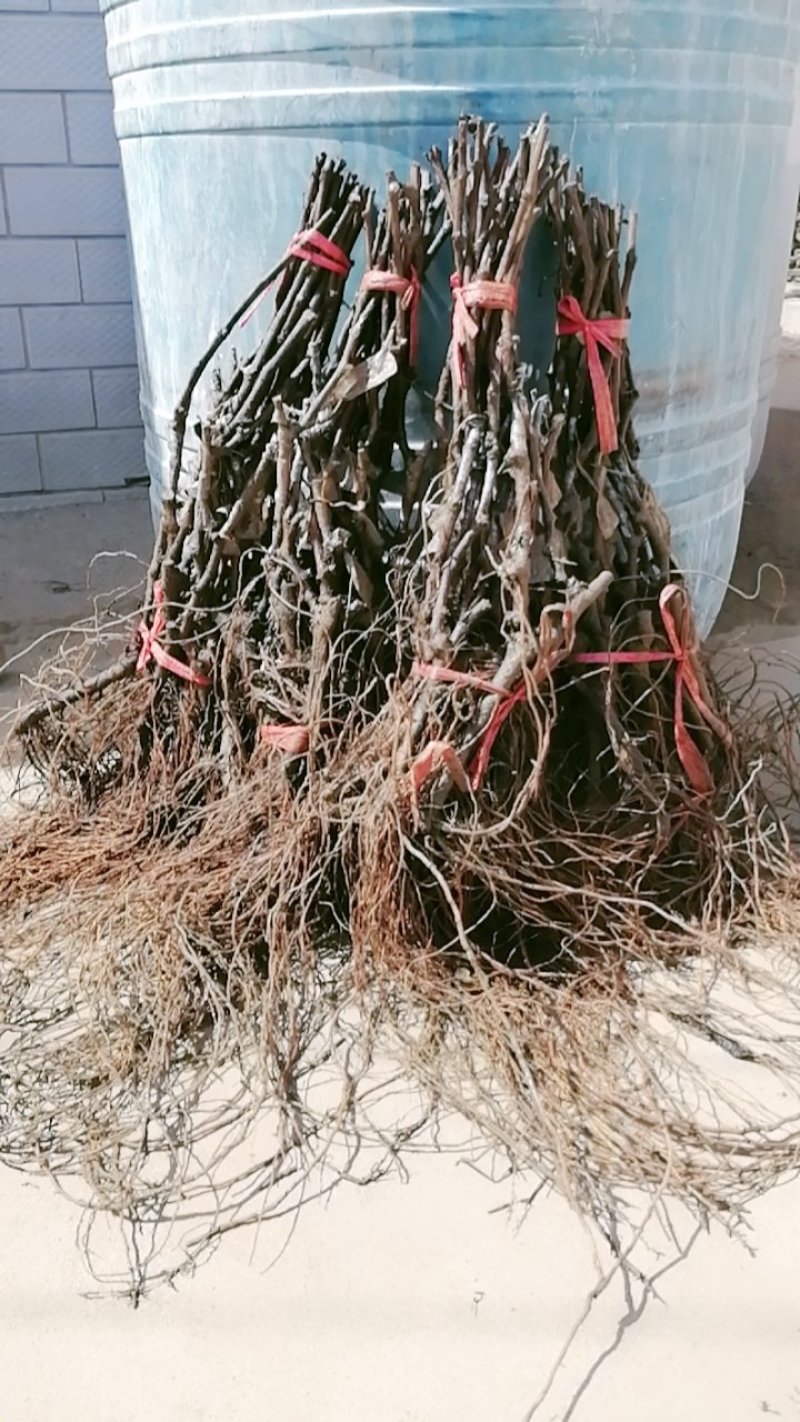 河北昌黎葡之梦葡萄苗嫁接一级苗包纯度成活率