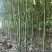 香樟树苗大小叶香樟庭院四季常青驱蚊南北方种植大型工程绿化