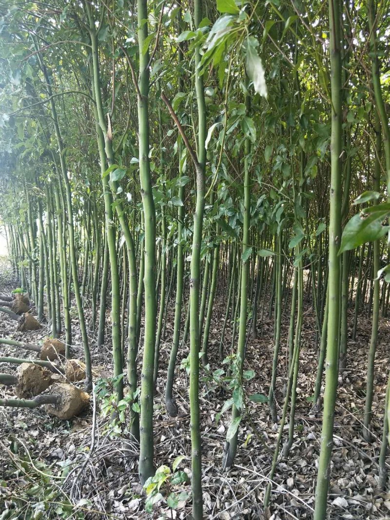 香樟树苗大小叶香樟庭院四季常青驱蚊南北方种植大型工程绿化
