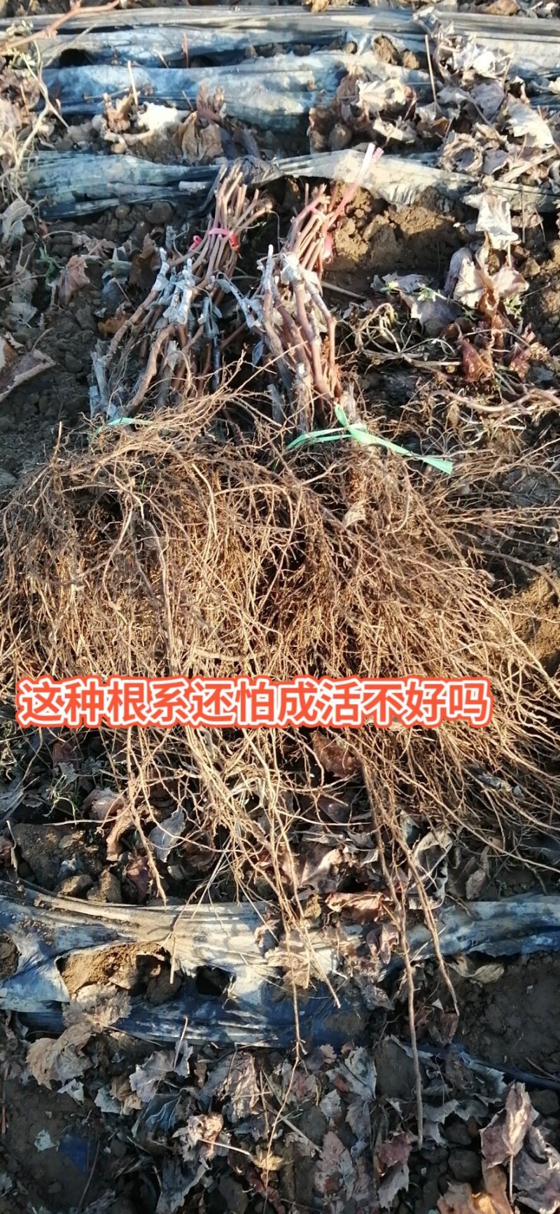 河北昌黎葡之梦葡萄苗嫁接一级苗包纯度成活率