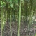 香樟树苗大小叶香樟庭院四季常青驱蚊南北方种植大型工程绿化